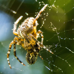 Close-up of spider on web