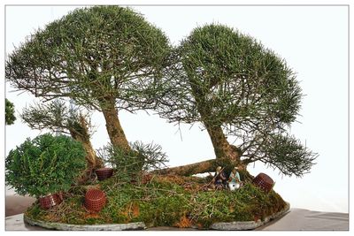 Potted plants on tree against sky