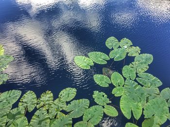 High angle view of water lily in lake