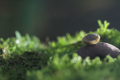 Close-up of plant growing on land