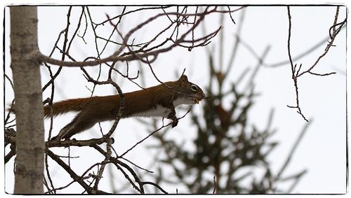 Lizard on branch against sky