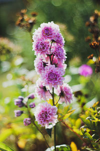 Close-up of pink flowering plant