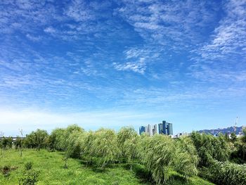 Low angle view of trees against blue sky