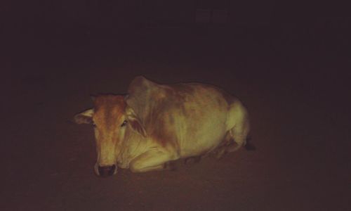 High angle view of cow relaxing on field at night