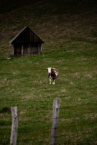 Goats on grassy field