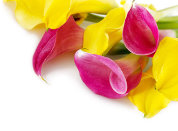 Close-up of pink flowers