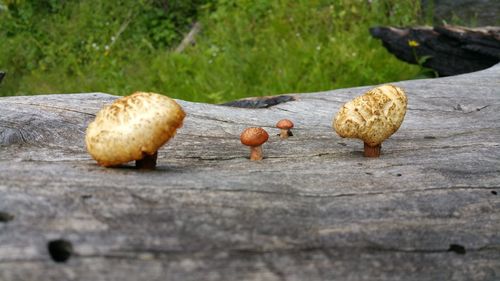 Close-up of mushrooms
