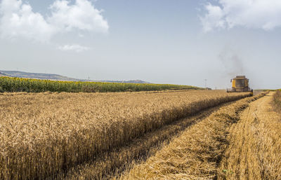 Combine harvester on wheat field against sky