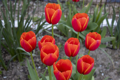 Close-up of red tulip flowers on field