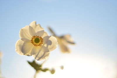 Close-up of fresh flower