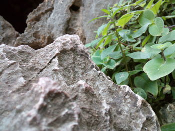 Close-up of tree trunk