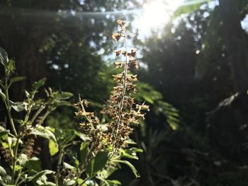 Close-up of plants growing on land