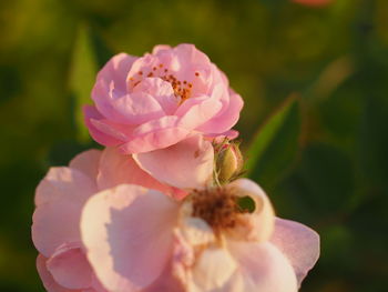 Close-up of pink rose