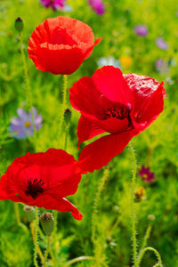 Close-up of red poppy flower on field