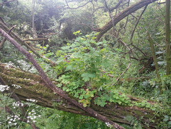 Low angle view of trees in forest