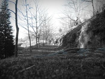 Surface level of road along trees