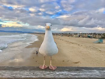 Seagull perching on beach against sky