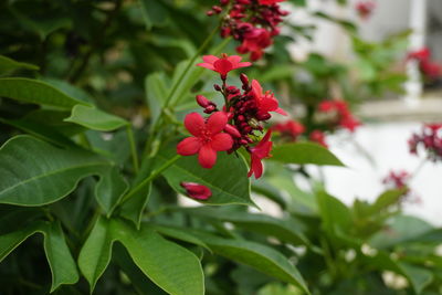 Close-up of red flowering plant