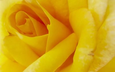 Close-up of yellow flower