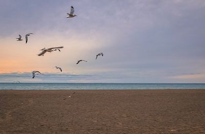 Seagulls flying over beach against sky