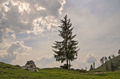 Pine tree on field against sky