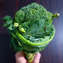 Close-up of hand holding leaf