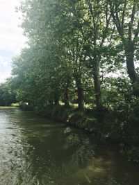 River amidst trees against sky