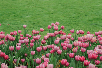 Close-up of flowers growing in field