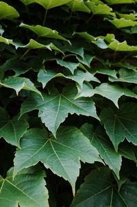 Close-up of leaves