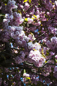 Low angle view of flowers on tree