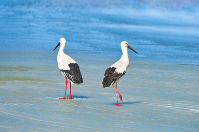 View of birds on beach