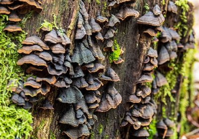 Close-up of tree trunk