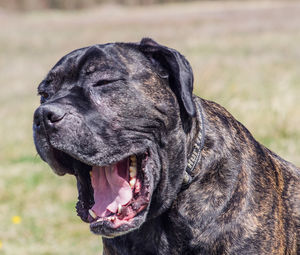 Close-up of dog yawning on field