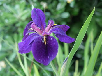 flowering plant