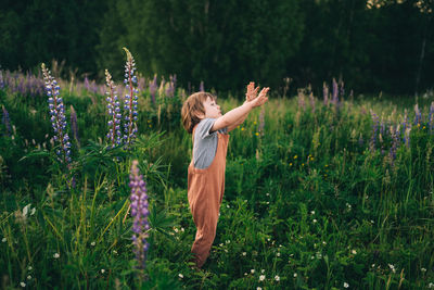 Child walks in a lupine field in the summer evening at sunset