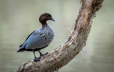 Close-up of bird perching on branch