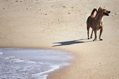 View of dog on beach