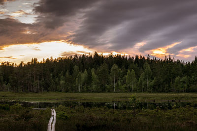 Scenic view of trees growing in forest against cloudy sky during sunrise