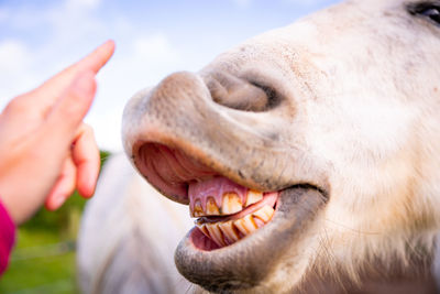 White horse showing teeth, hand touching nose softly, gentle animals.