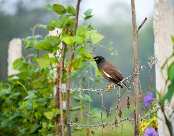 Bird perching on branch