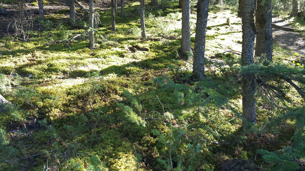 VIEW OF TREES IN FOREST