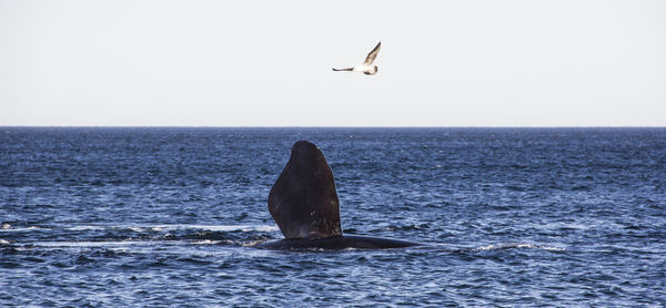 Seagull flying over whale in sea