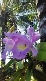 Low angle view of pink flowers