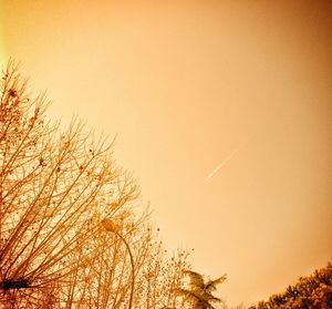 Close-up of tree against sky during sunset