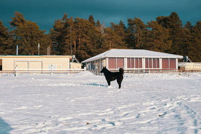 Dog on snow covered landscape