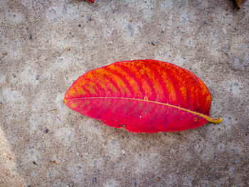 High angle view of autumn leaf on concrete
