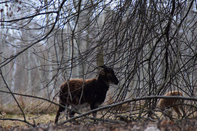 Horse standing on a tree