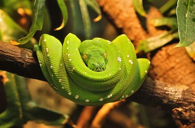 View of curled up green tree python