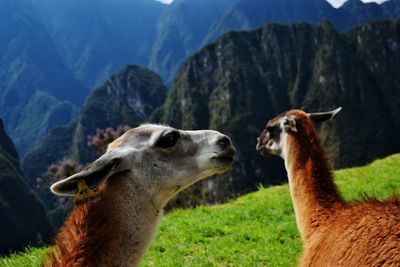 Close-up of horses on mountain