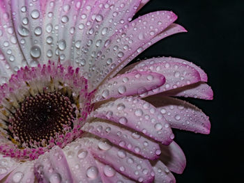 Close-up of water drops on pink flower